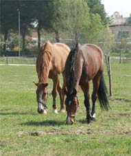 mit Donnerwetter